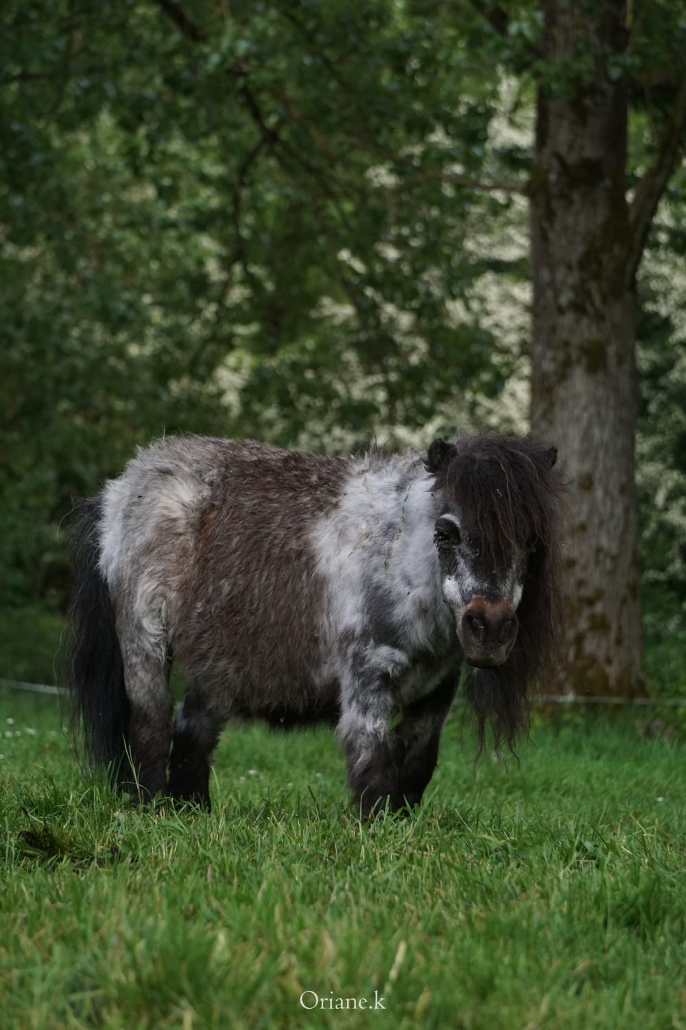 Ursula de Belsel - Xena