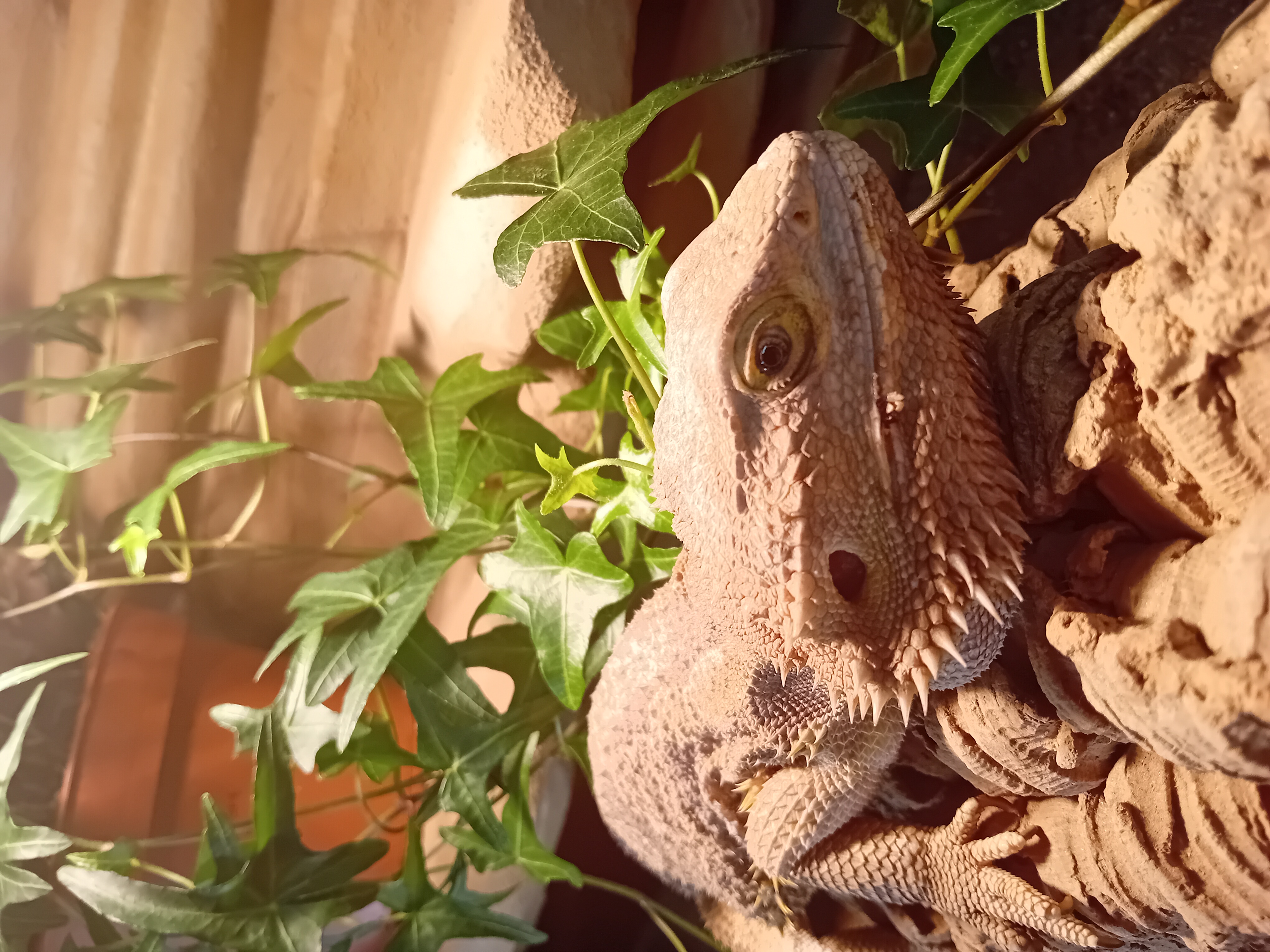 Pogona Maurice