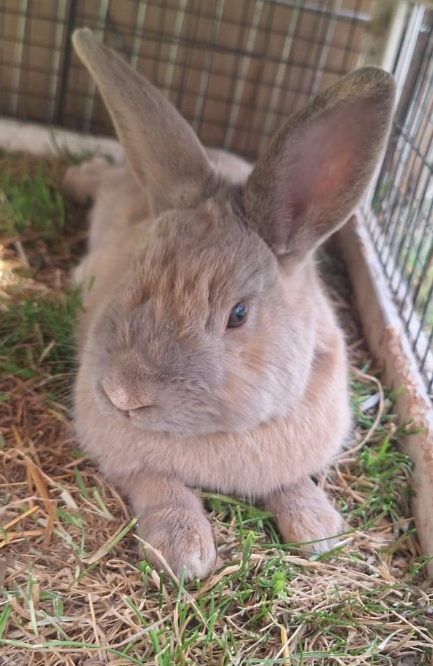 Odin