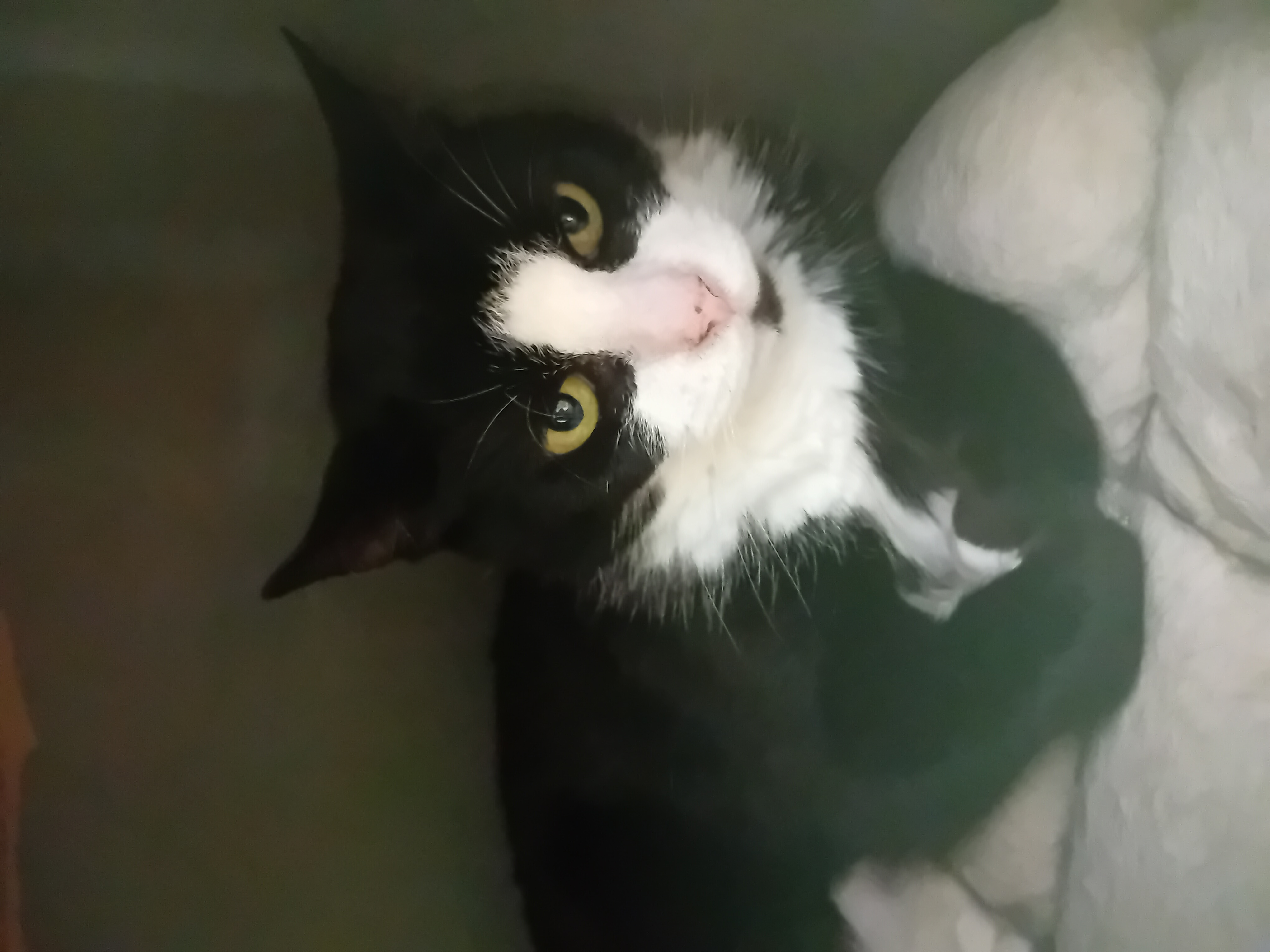 Floki