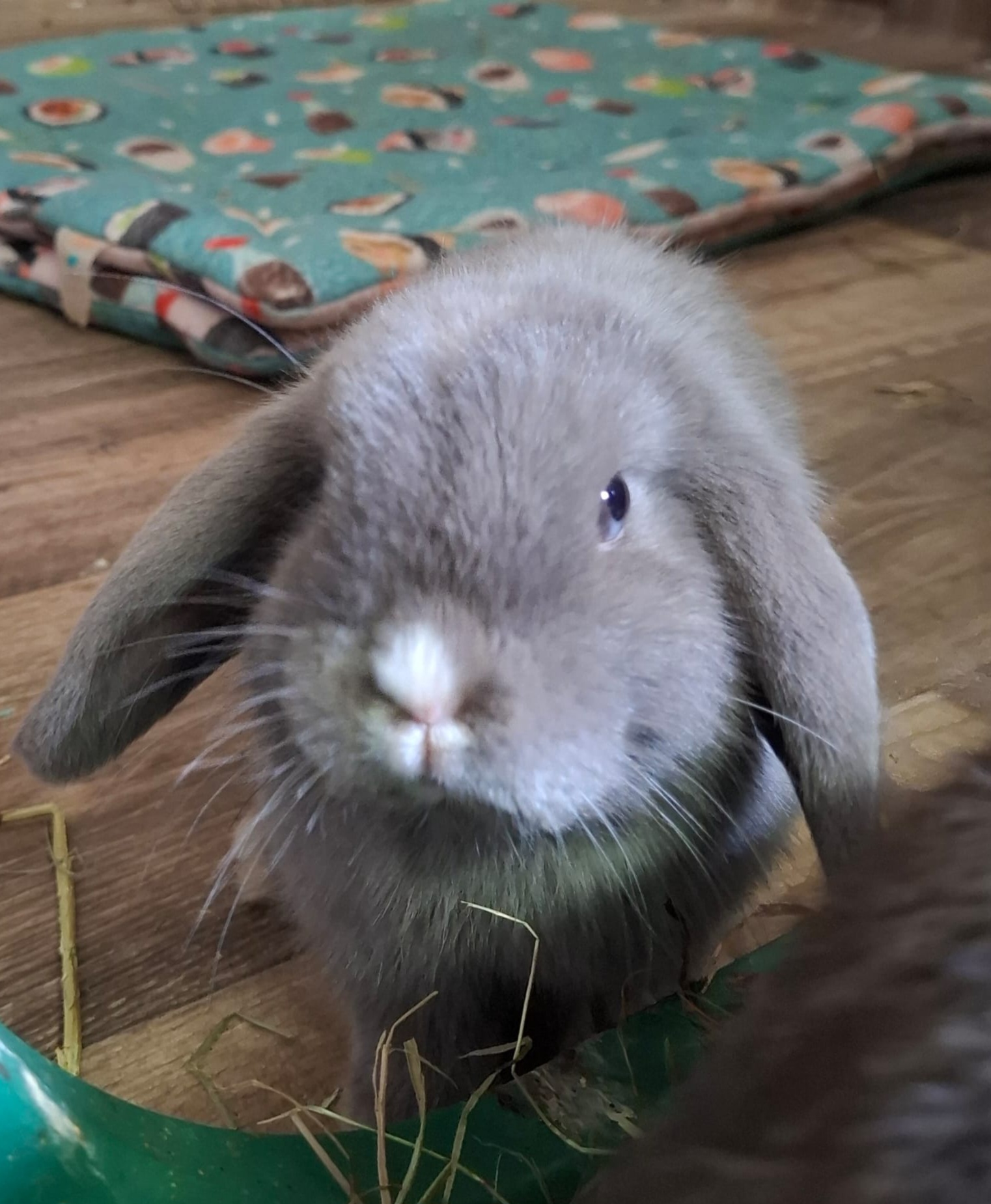 Ellie