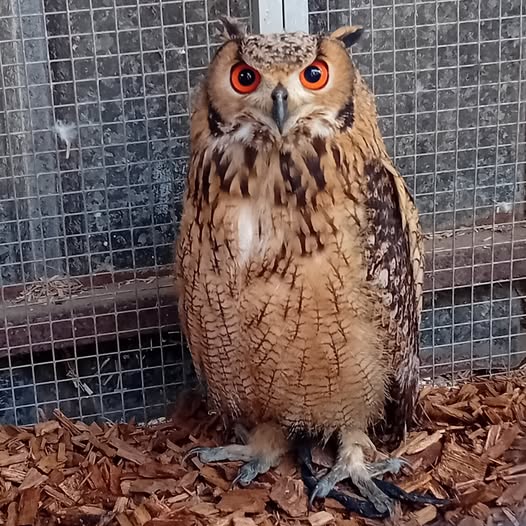Raja