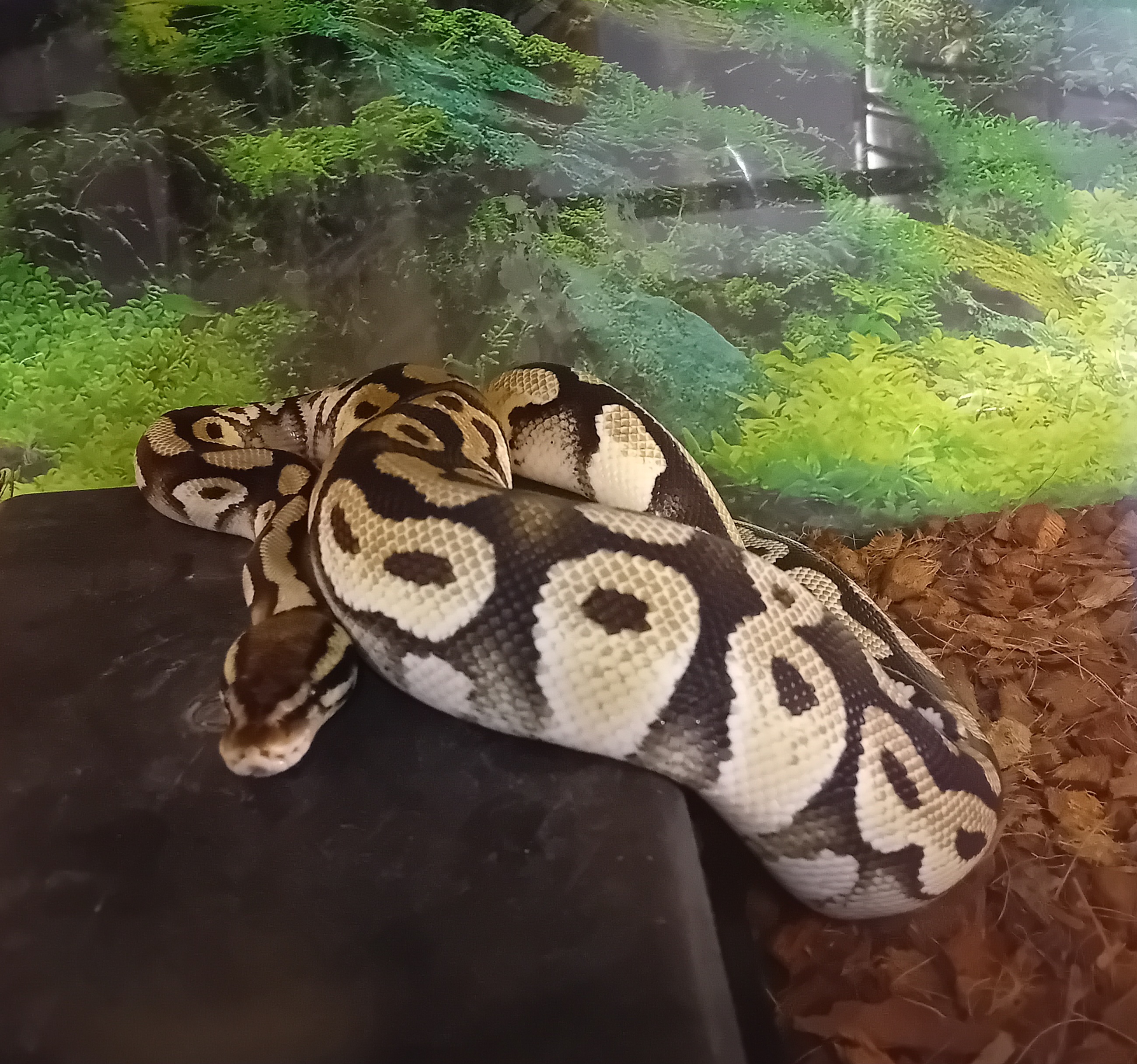 python noir