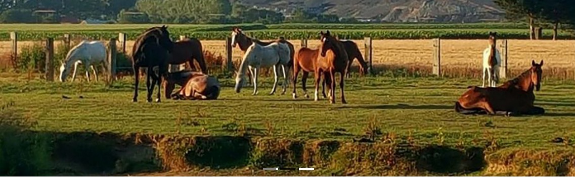 accueil cheval_accueil