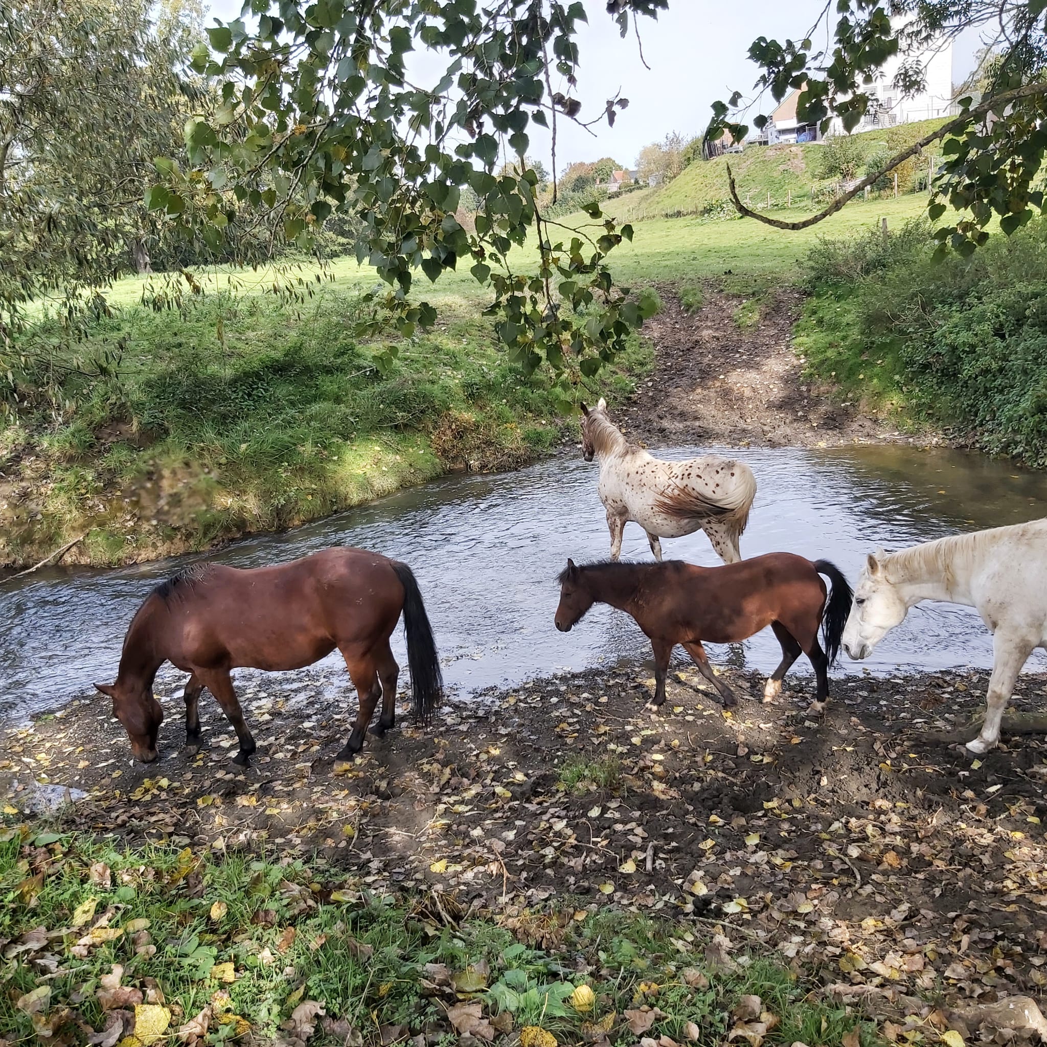 chevaux-prairie-ruisseauH5