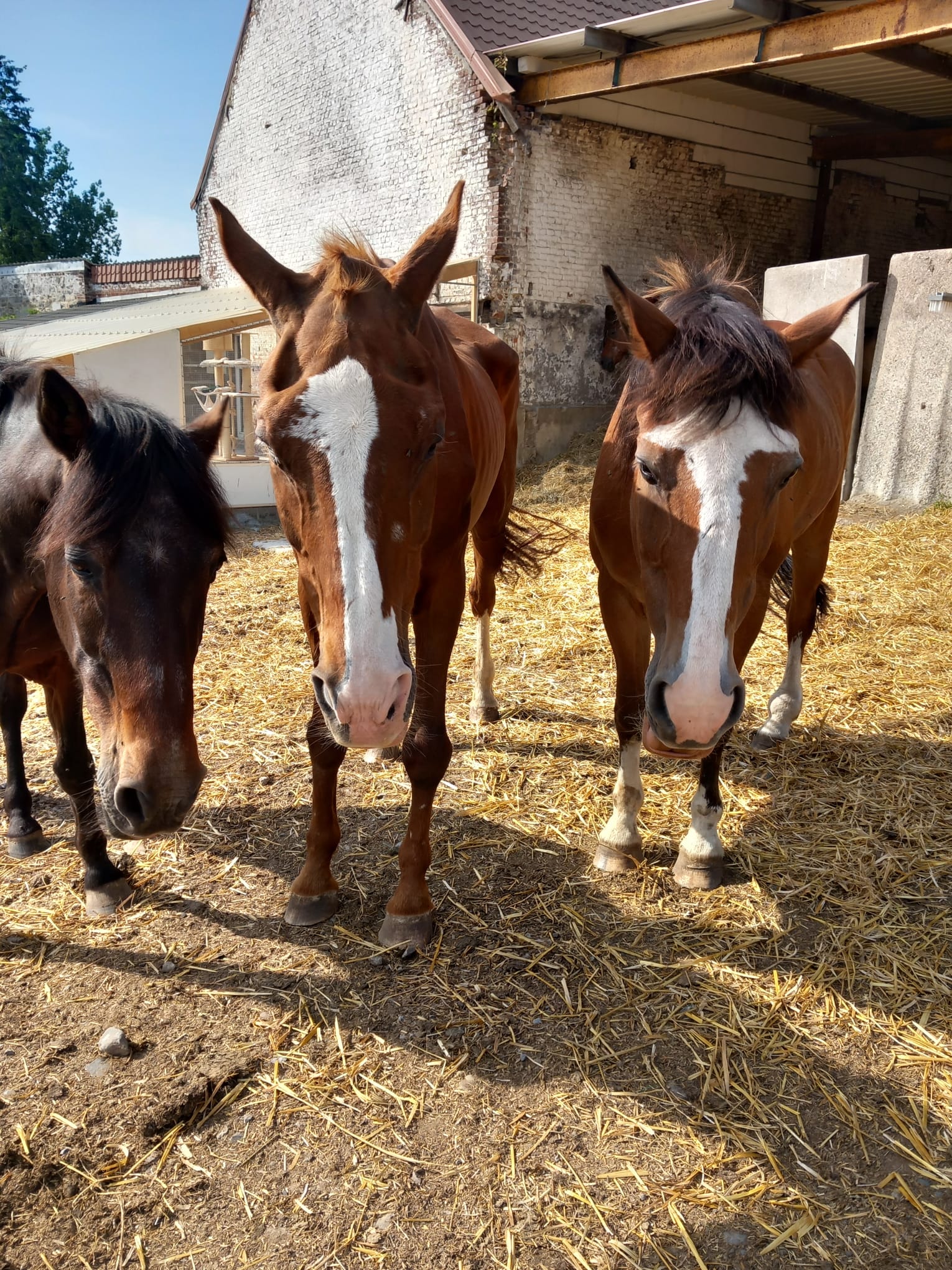 chevaux-prairie-ruisseauH5