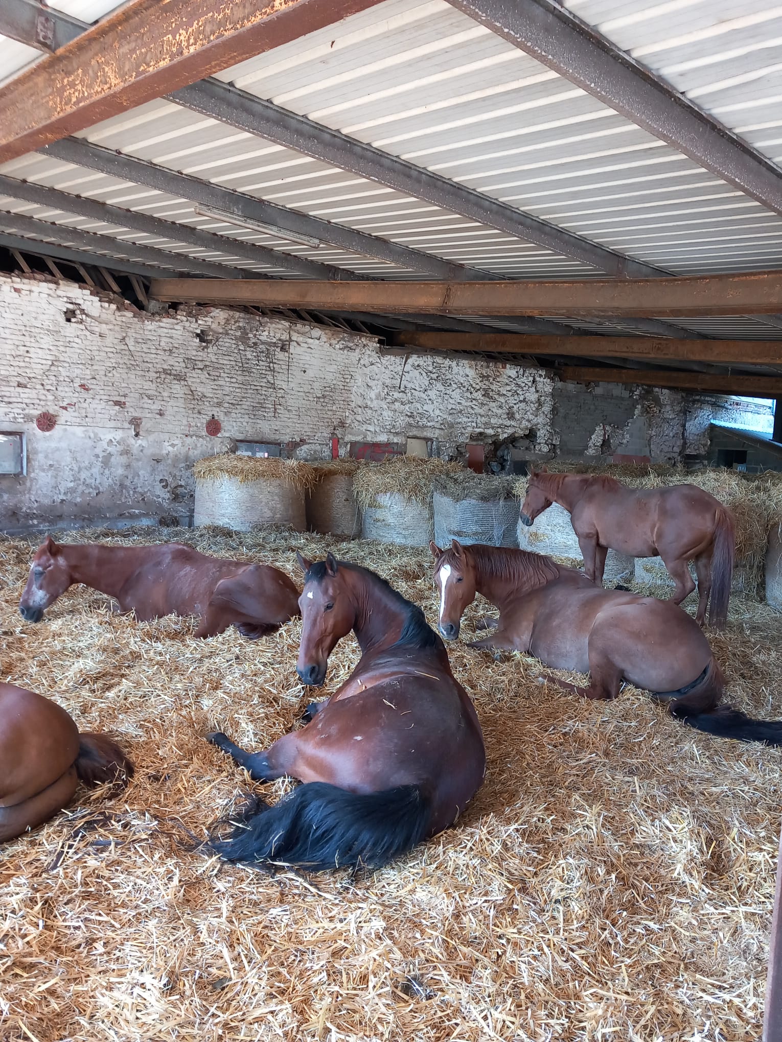 chevaux-prairie-ruisseauH5