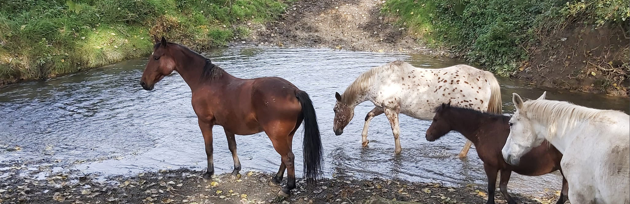 accueil chevaux-prairie-ruisseau